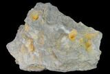 Pennsylvanian Fossil Brachiopod Plate - Kentucky #138901-2